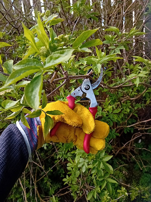 a hand in gardening gloves cutting a branch with secateurs
