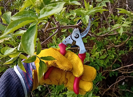 a hand in gardening gloves cutting a branch with secateurs